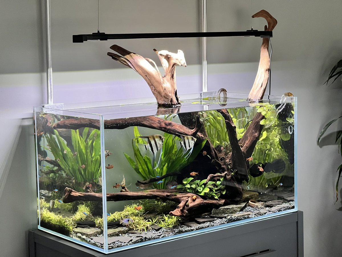 AdamRussonDO's tweet photo. If I may nerd out for a moment…this is my 50g freshwater planted aquarium. Attached are some flora and fauna. https://t.co/I3jbUdx235