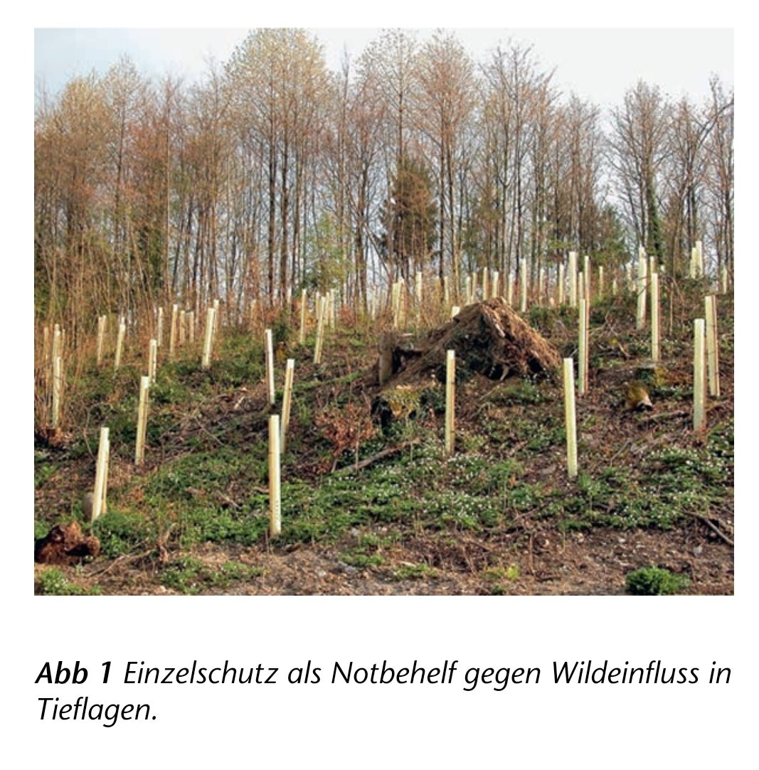 SandroSamba's tweet photo. "Du musst doch erkannt haben, wel­che Folgen der starke Wildeinfluss auf den Wald ha­ben wird. Weshalb hast du nichts getan?" Mit dieser Frage endet ein wichtiges Essay von Peter Brang, der leider in diesem Jahr von uns gegangen ist. 
https://t.co/Pi7G2GIIhZ https://t.co/QPNxszfeys
