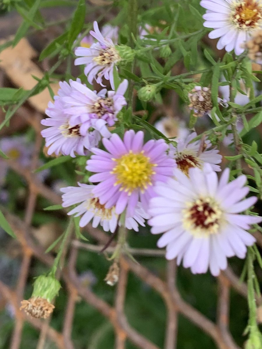 ColoradoBendSP's tweet image. Beautiful, blooming flowers on a cold, rainy day. These are located near Gorman Creek.