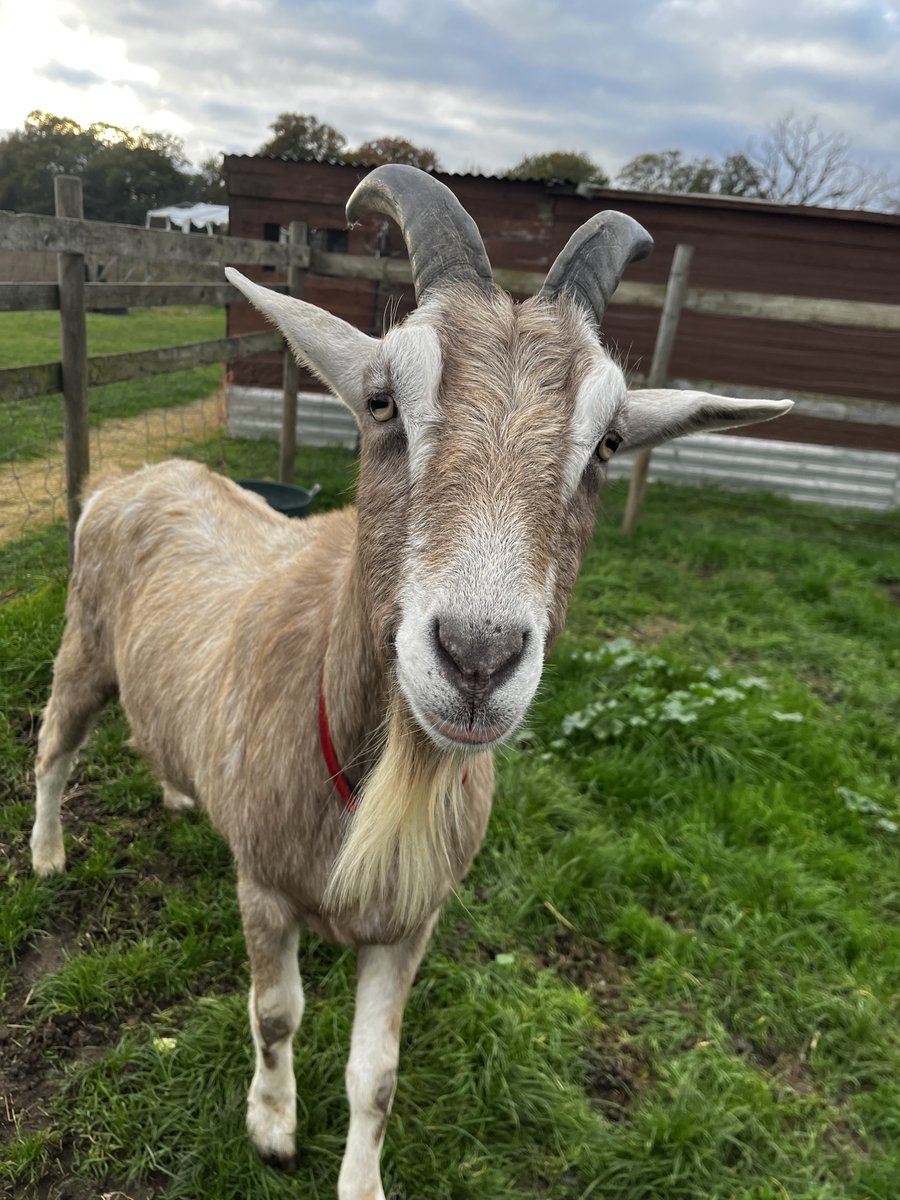 JavaScriptCoff1's tweet image. This is Charlie
He is a big bad goat and likes to charge at people
Don't be like Charlie
Choose kindness