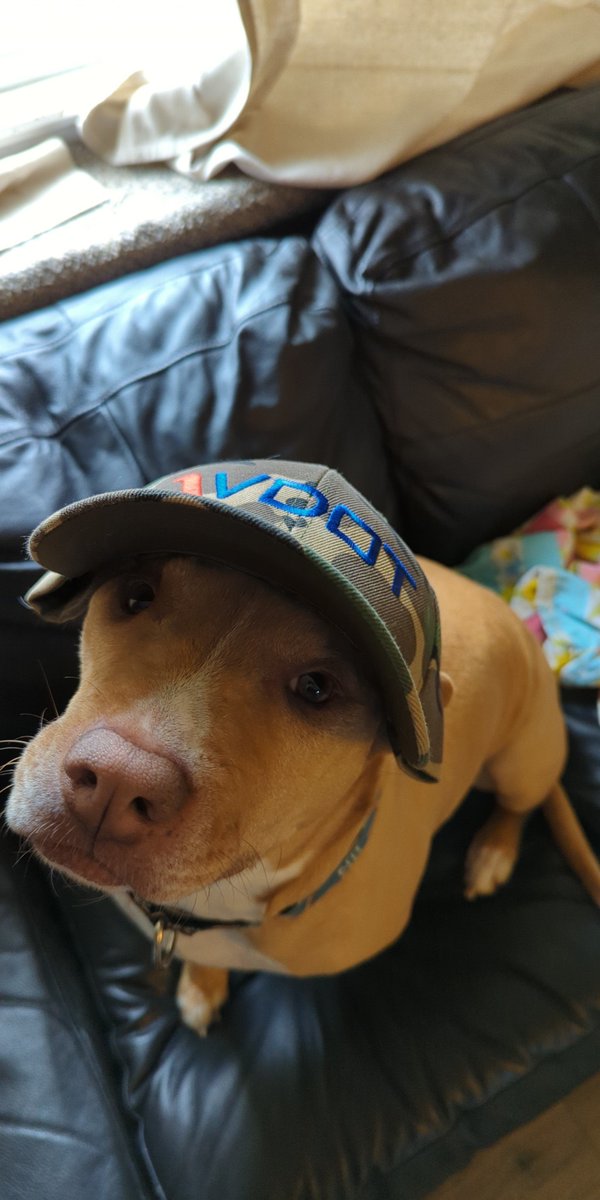 VaDOTNOVA's tweet photo. I have a soft spot for pit bulls, so I can't wait to meet Finn! And, I once had a Maltese, so you'll need to get in line behind me to pet Grace.
You'd never know Finn had a rough past - dad Eric says he loves running around with his ball and lounging in the sun.
#PetsOfVDOT https://t.co/vEZX22FB0f