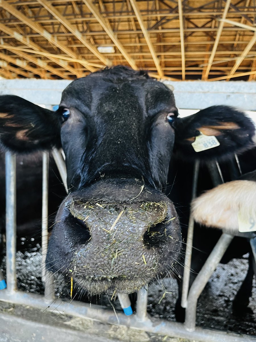 Northernmedic's tweet photo. The usual Saturday morning routine - breakfast in a local cafe, then head to the farm for milk - these are the wonderful cows that made us the milk! #bcisbest #bcisbeautiful #farm #bcfarmers #supportlocal #supportbcfarmers https://t.co/6orB51jcHn