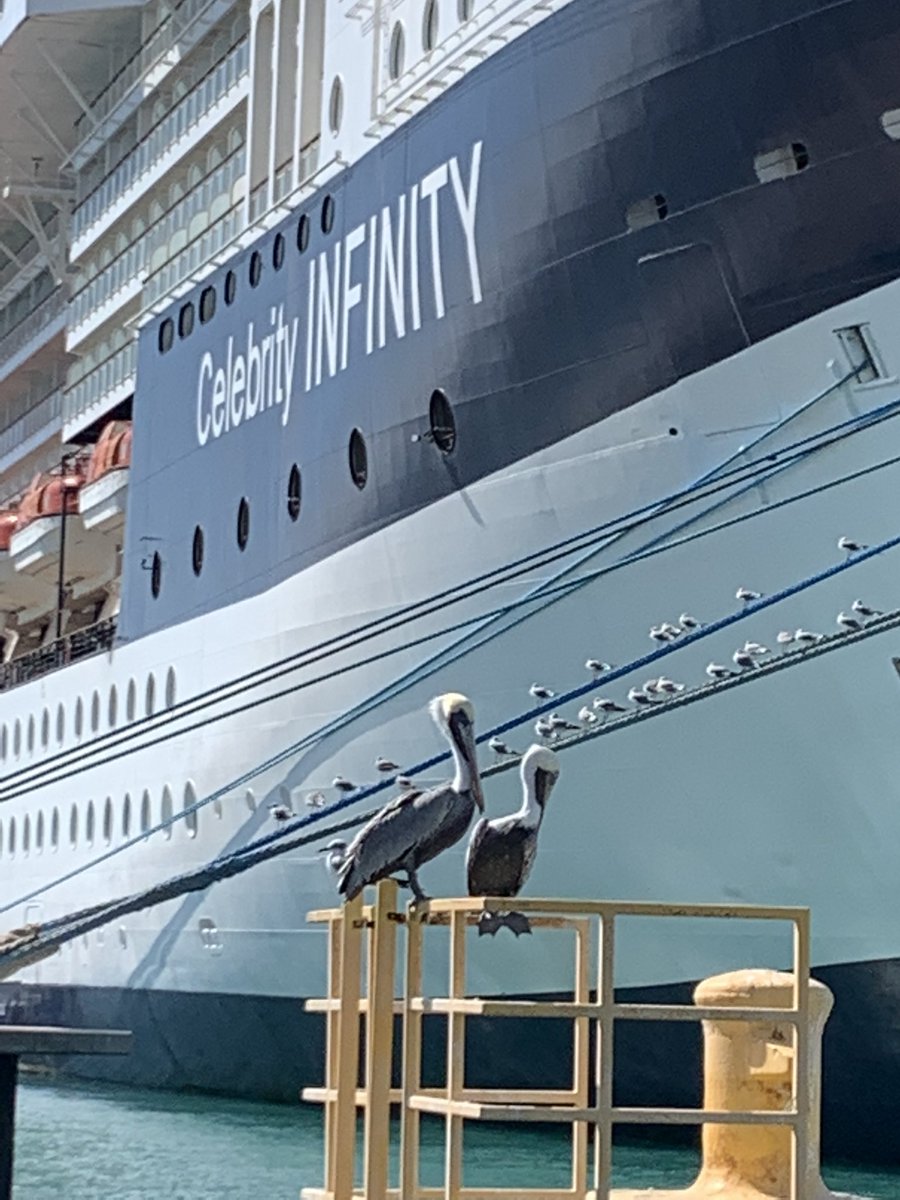 My sister went to the Caribbean. She knows two of my most favourite things in the world are palm trees & pelicans. She sent me both until I can see them myself. #HugAPalmTree