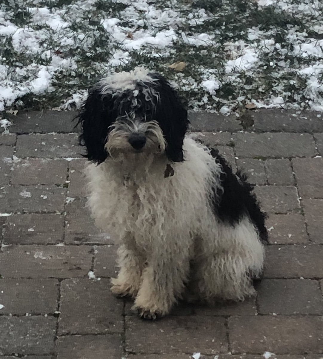 itslyndaj's tweet photo. Hey friends! Long time no see! Life update!! I just purchased a pure bred Samoyed puppy… is he supposed to look like this? Anyways, baby Shartsie has developed a crazy humping addiction he jizzed on my son Axel Ezra! #newpuppy #jizz #adorable https://t.co/IrBcRIqzaZ