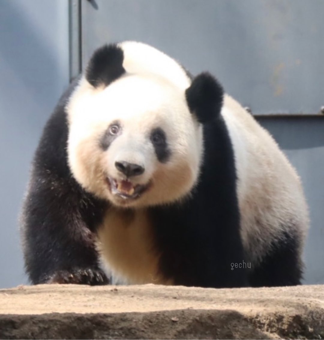 パンダ (@KesRE33g0me63gG) / Posts / X