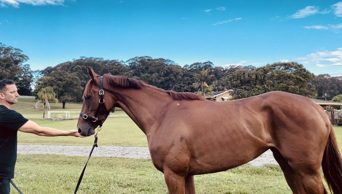 🏇🚨RACING TODAY🚨🏇

📍 Taree Race Club

🔹R3- VENATIC
🔹R5- ECHOES OF MY MIND

🏆 R7 Taree Cup
🔹- PROOST📸 

🔹R8- THE ORPHAN

Good luck to all involved!
#shailerracing #racewithus #thoroughbredracing #cupday #winners #horseracing #horses #horse #racing #thoroughbred #raceday