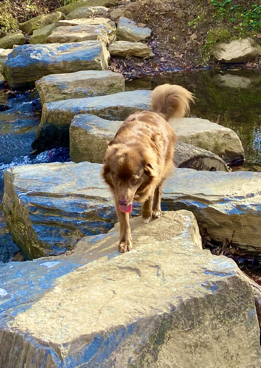 VaDOTNOVA's tweet photo. Bill in District Administration says that his Australian Shepherd Alfie from supports VDOT’s #multimodal efforts. Here he is hiking Fairfax County’s Cross County Trail 😎
#PetsOfVDOT https://t.co/0bm4KOdcA4