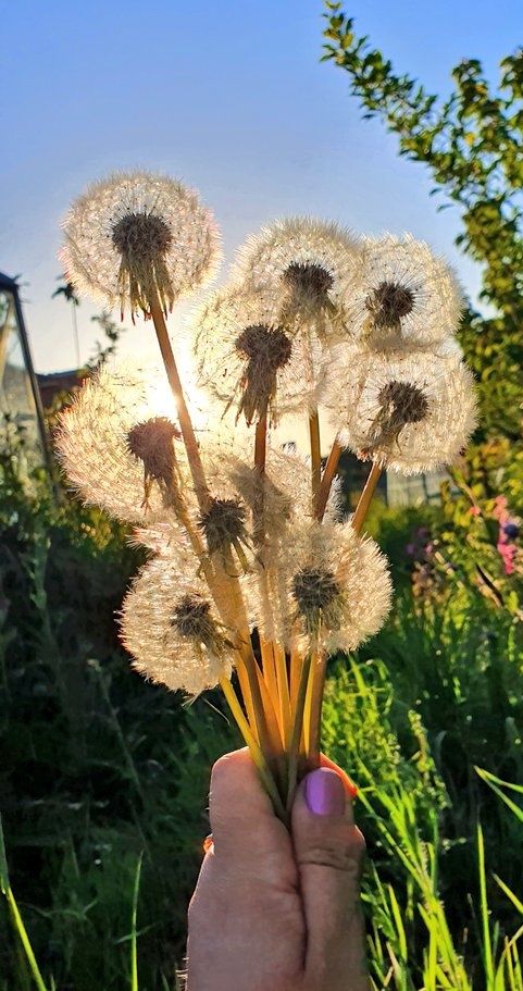 lovely_plot's tweet photo. Dandelion clocks twinkling in the summer sunshine ✨️
PS. I'm determined to make this bird app wholesome again☺️ https://t.co/pjBbKNWwfz