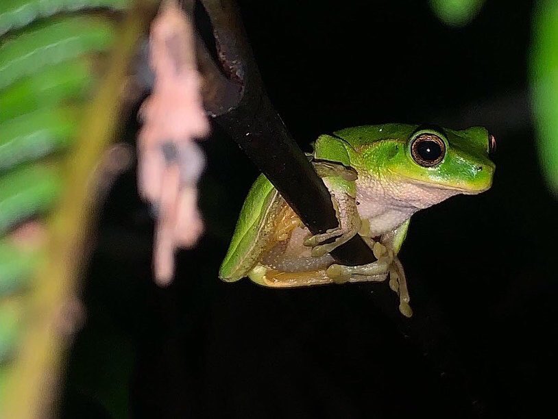 Eli_Ecology's tweet photo. It was an amazing @FrogIDAus week! I had a ton of fun recording Aussie frogs in the NSW New England Tablelands https://t.co/AHjz9TowbI