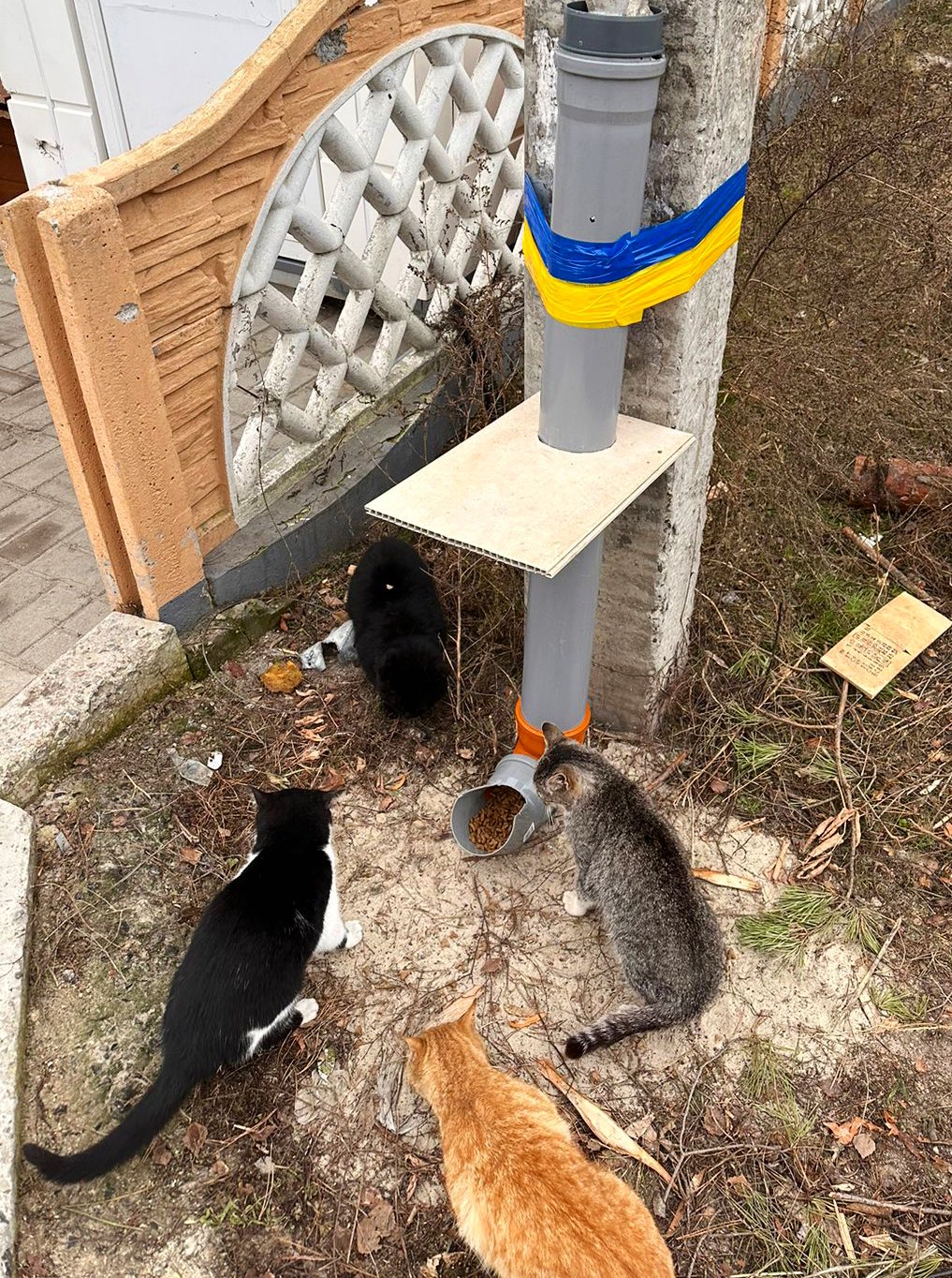 Nate Mook on Twitter "Caturday Update! 🐱 New displaced pet feeding