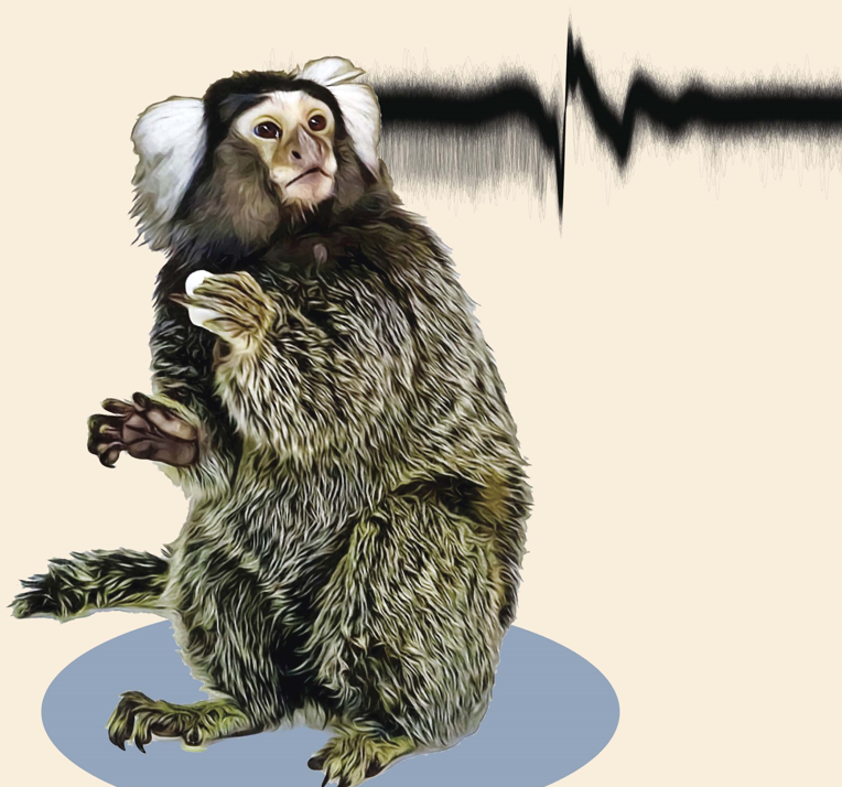 Are you interested in discovering how the brain controls movements?
Do you want to do rigorous behavioral experiments combined with neurophysiology?
Would you like to work with these beautiful, gentle animals?
Do you have excellent computational skills?
Please email me your CV.