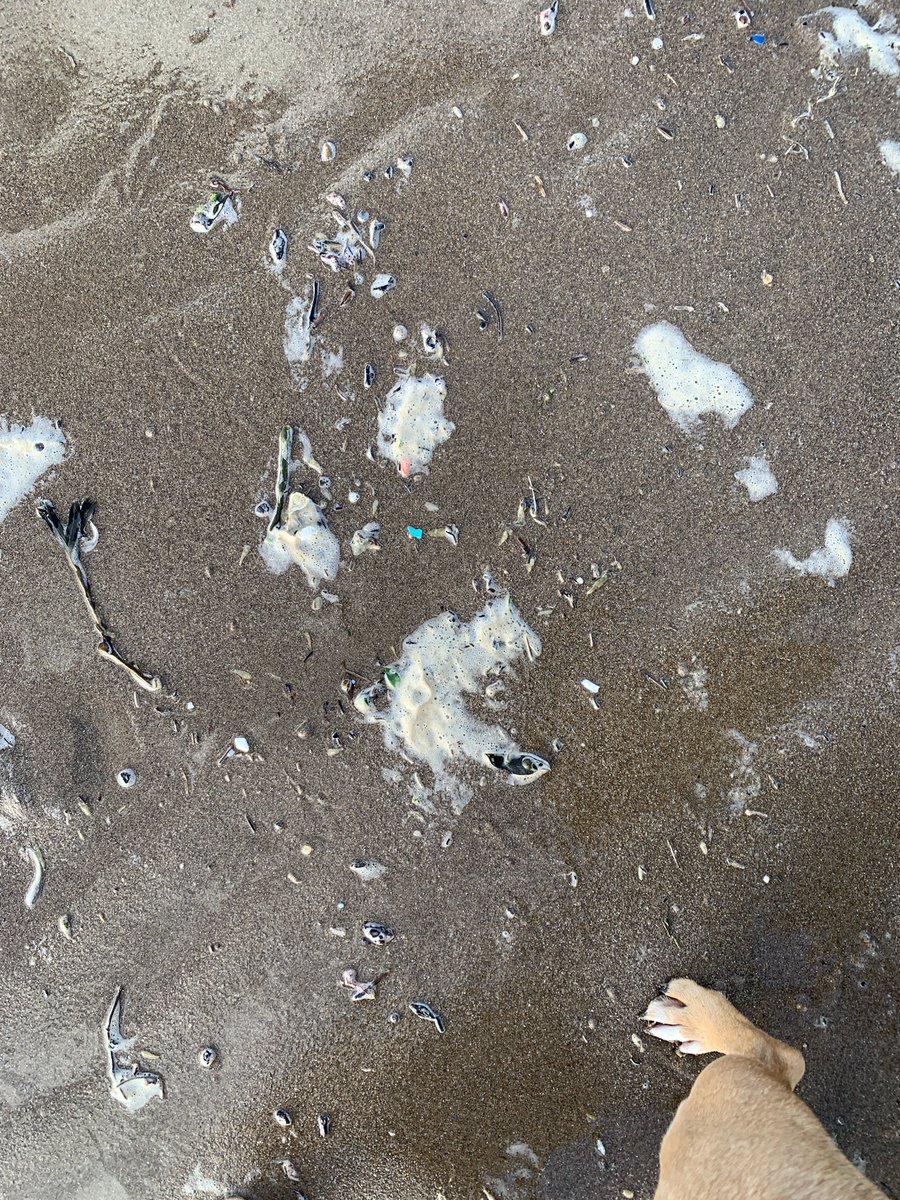 PiCodeandChips's tweet image. First walk on #CroydeBeach since the spring shocking amount of micro plastic #plasticpollution on the tide line 😞