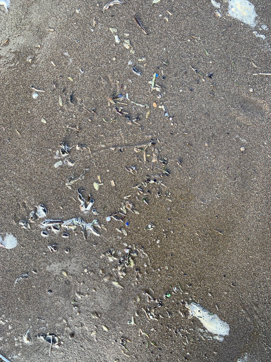 PiCodeandChips's tweet image. First walk on #CroydeBeach since the spring shocking amount of micro plastic #plasticpollution on the tide line 😞