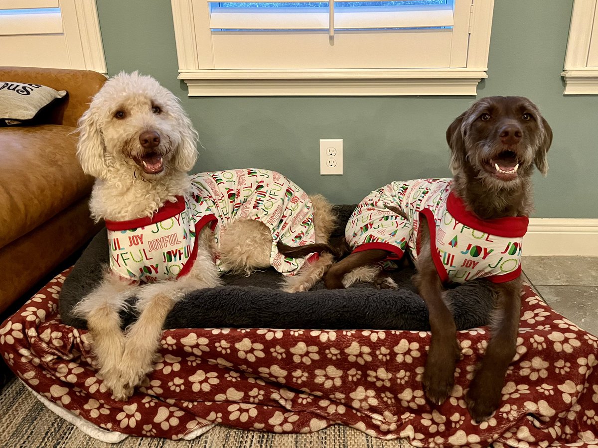 Did we get our dogs matching Christmas PJs? Yes.