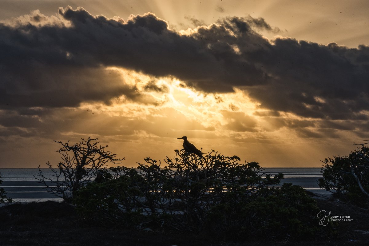 Lesser Frigatebirds by day and sunset on West Island, #AshmoreReef @Britnatureguide #BirdsSeenIn2022