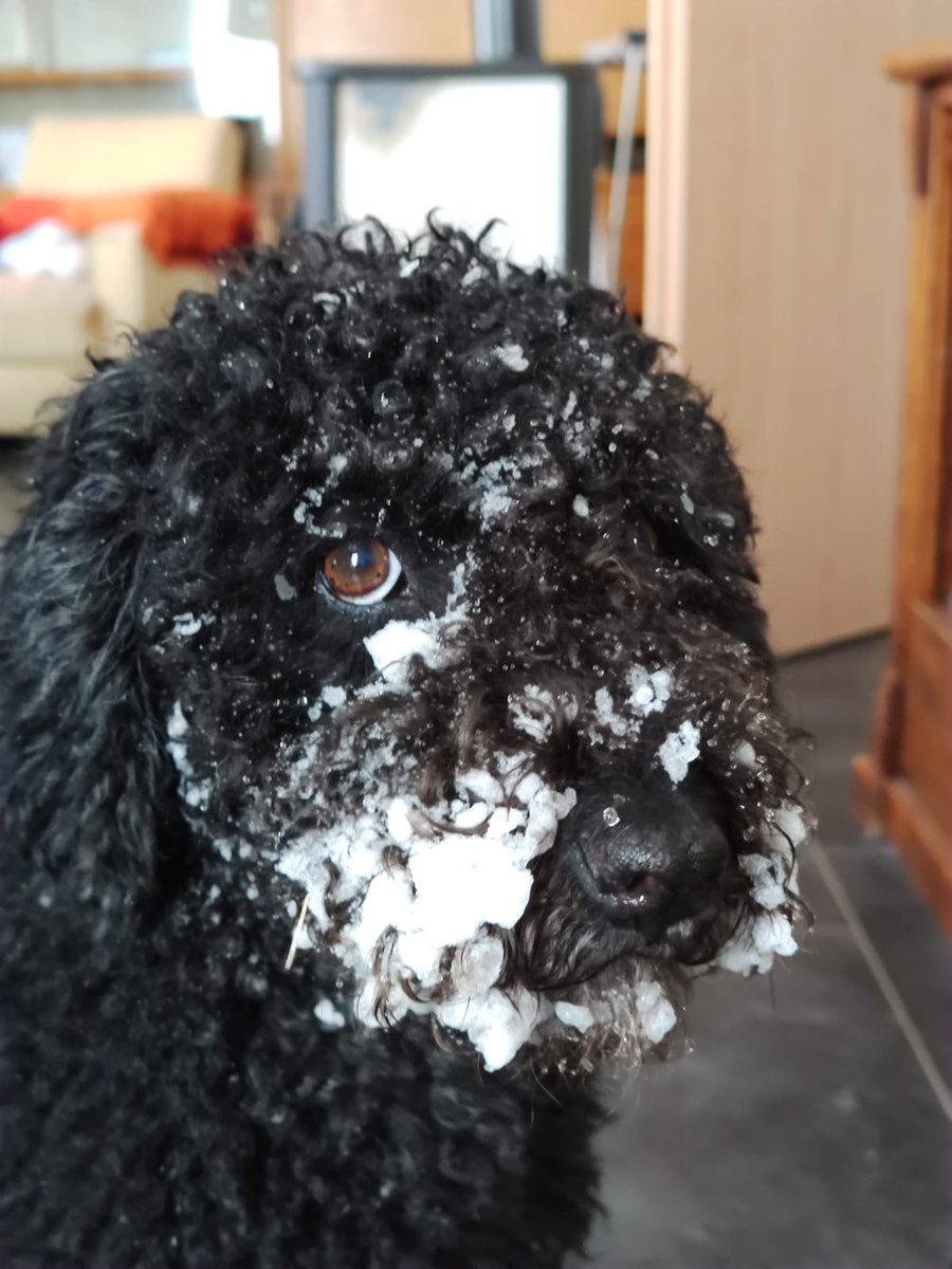 JensBertramEA's tweet image. Meine #Partnerin mit der kalten #Schnauze

My #partner with the cold #snout

#SpanischerWasserhund
#PerroDiAquaDeEspaniol