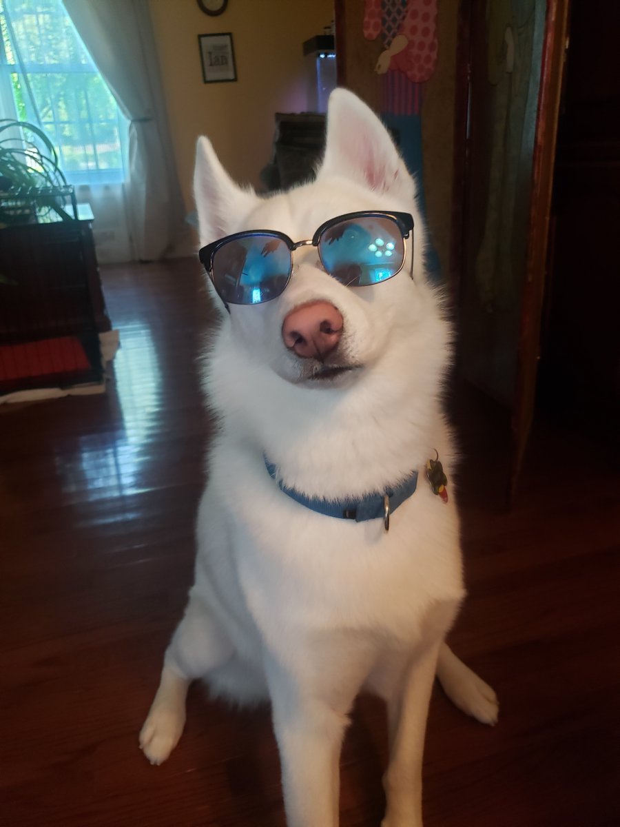 VaDOTNOVA's tweet photo. Mike's dog Luke is a Husky mix adopted last Spring. Since he's still pretty young, he can be rambunctious, but he also loves to meet people and other dogs. And if these pics are any indication, he's got a super fun personality 😁🤩
#PetsOfVDOT https://t.co/oyN2Pm8qgV