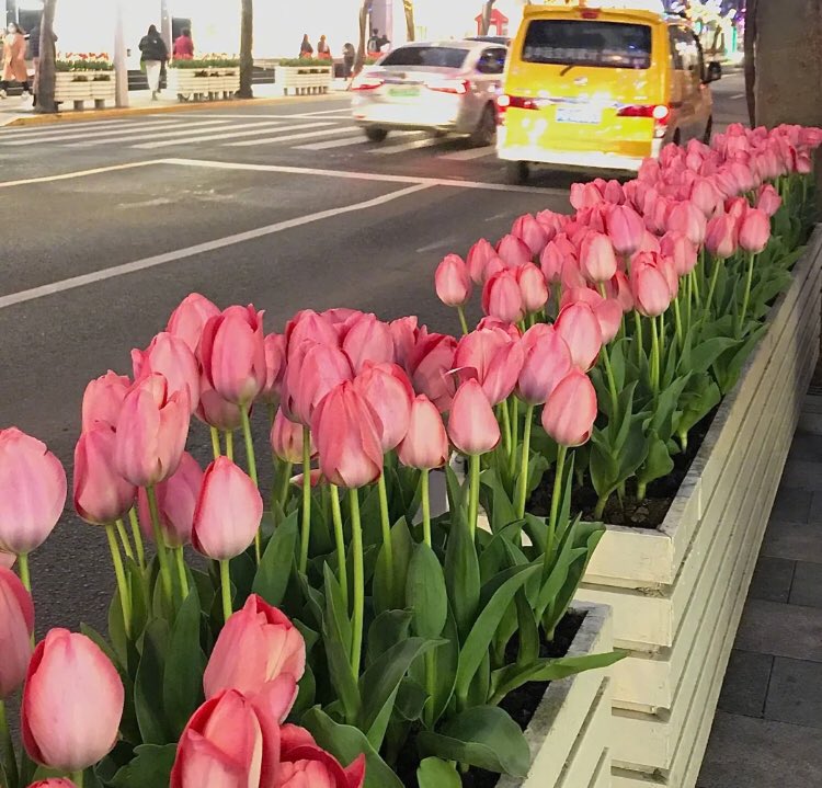 piinkimi_'s tweet image. my love for tulips is endless ♡