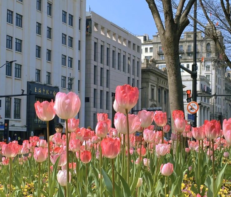 piinkimi_'s tweet image. my love for tulips is endless ♡