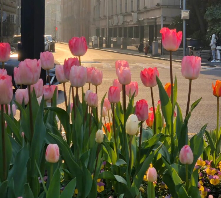 piinkimi_'s tweet image. my love for tulips is endless ♡