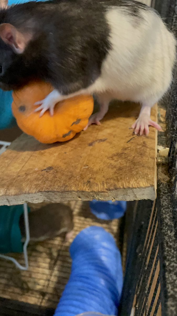 The 🐀 got mini pumpkin 🎃 great for some tasty fun #ratties #petrats