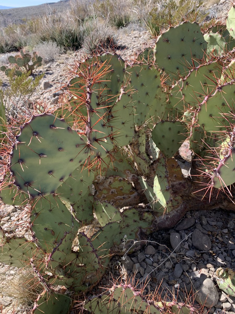The thorns have turned red making the patches in the desert really stand out.