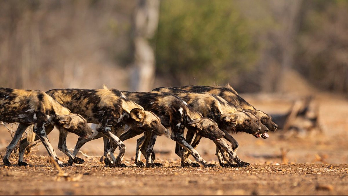 CoachGibboney's tweet image. #TartanDogs
