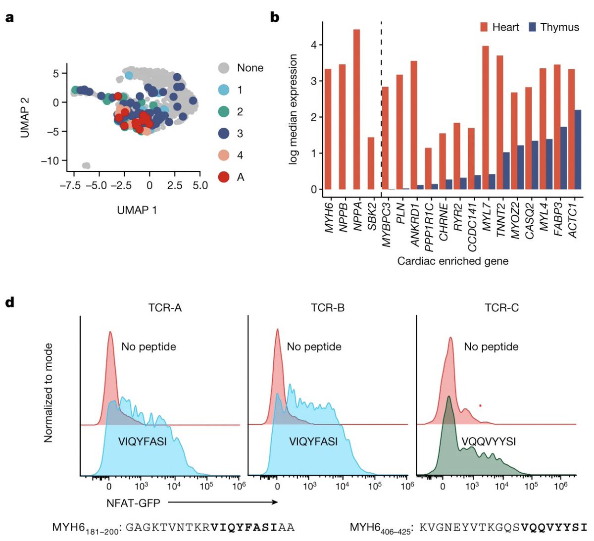 Lorenz Lehmann (@lorenzlehmann) on Twitter photo đ«Łwhat days for ICI-#myocarditis research!TWO landmark paper:(1) how ICI inhibits estradiol-induced cardiac MANF/HSPA5 doi.org/gq59dm +(2)how T-cell receptor recognizes cardiac α-myosin nature.com/articles/s4158⊠<a href="/CardioOncology/">Javid Moslehi</a> + <a href="/BalkoLab/">BalkoResearchLab</a> đđ đ«Łwhat days for ICI-#myocarditis research!TWO landmark paper:(1) how ICI inhibits estradiol-induced cardiac MANF/HSPA5 doi.org/gq59dm +(2)how T-cell receptor recognizes cardiac α-myosin nature.com/articles/s4158⊠<a href="/CardioOncology/">Javid Moslehi</a> + <a href="/BalkoLab/">BalkoResearchLab</a> đđ