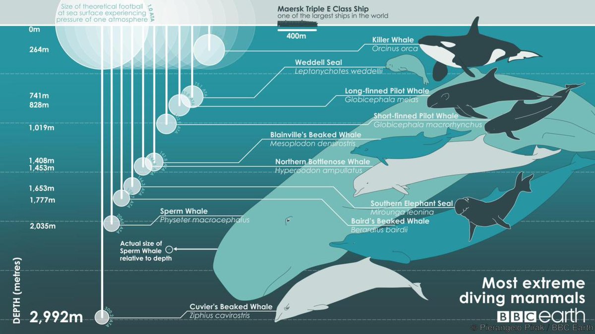 AWhaleADay tweet media