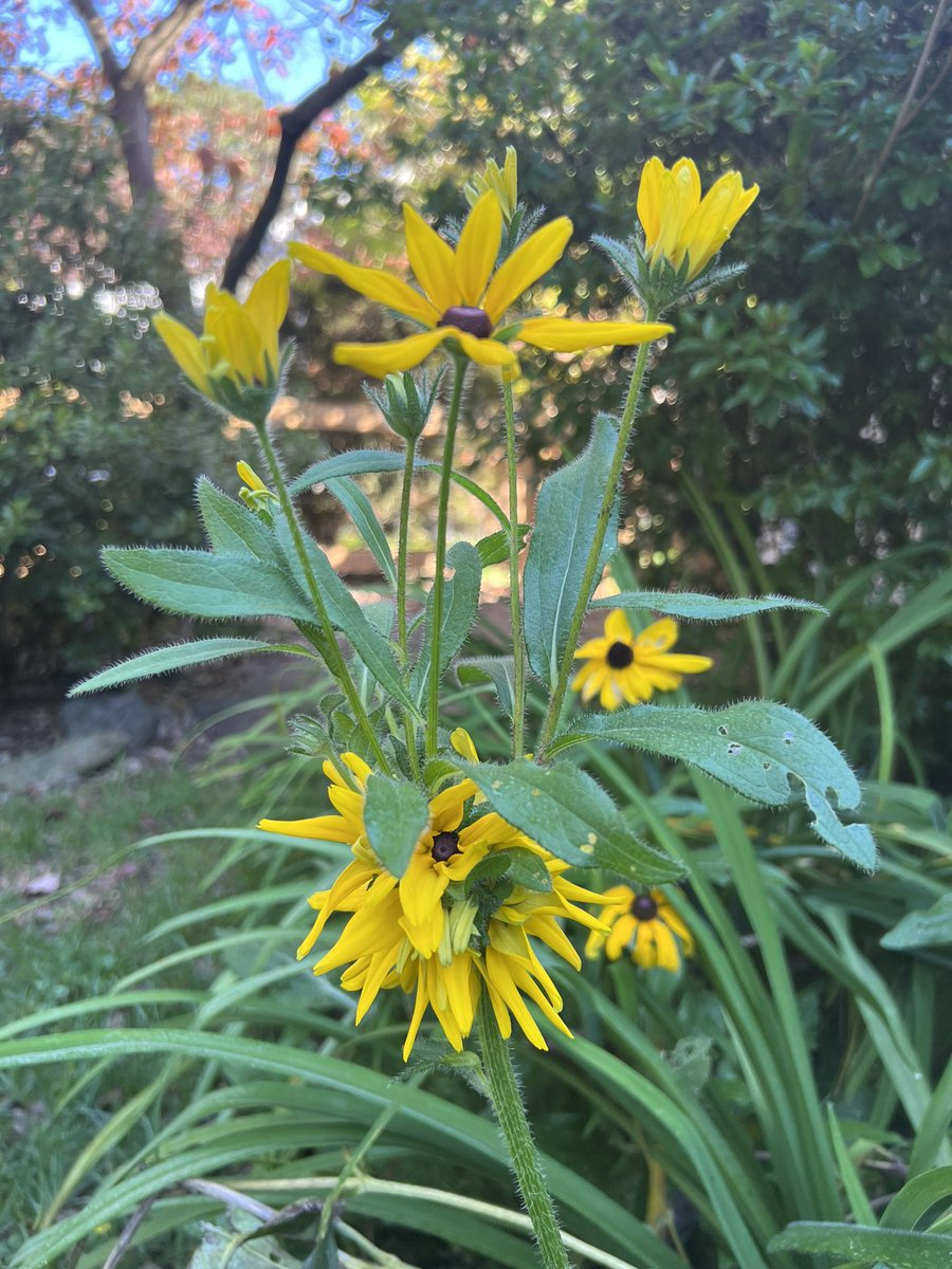 Liz Cerny-Chipman tweet media