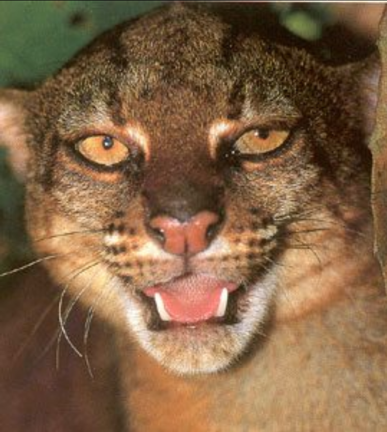 PalmOilDetect's tweet photo. One of the rarest and least known #cat species in #Borneo is the Borneo Bay Cat. They are endangered from #palmoil #deforestation #hunting in Sabah we can save them when we #Boycott4Wildlife read more about them via @palmoildetect  https://t.co/ntGNUT6Cd6 https://t.co/MMZ5wmvGVz