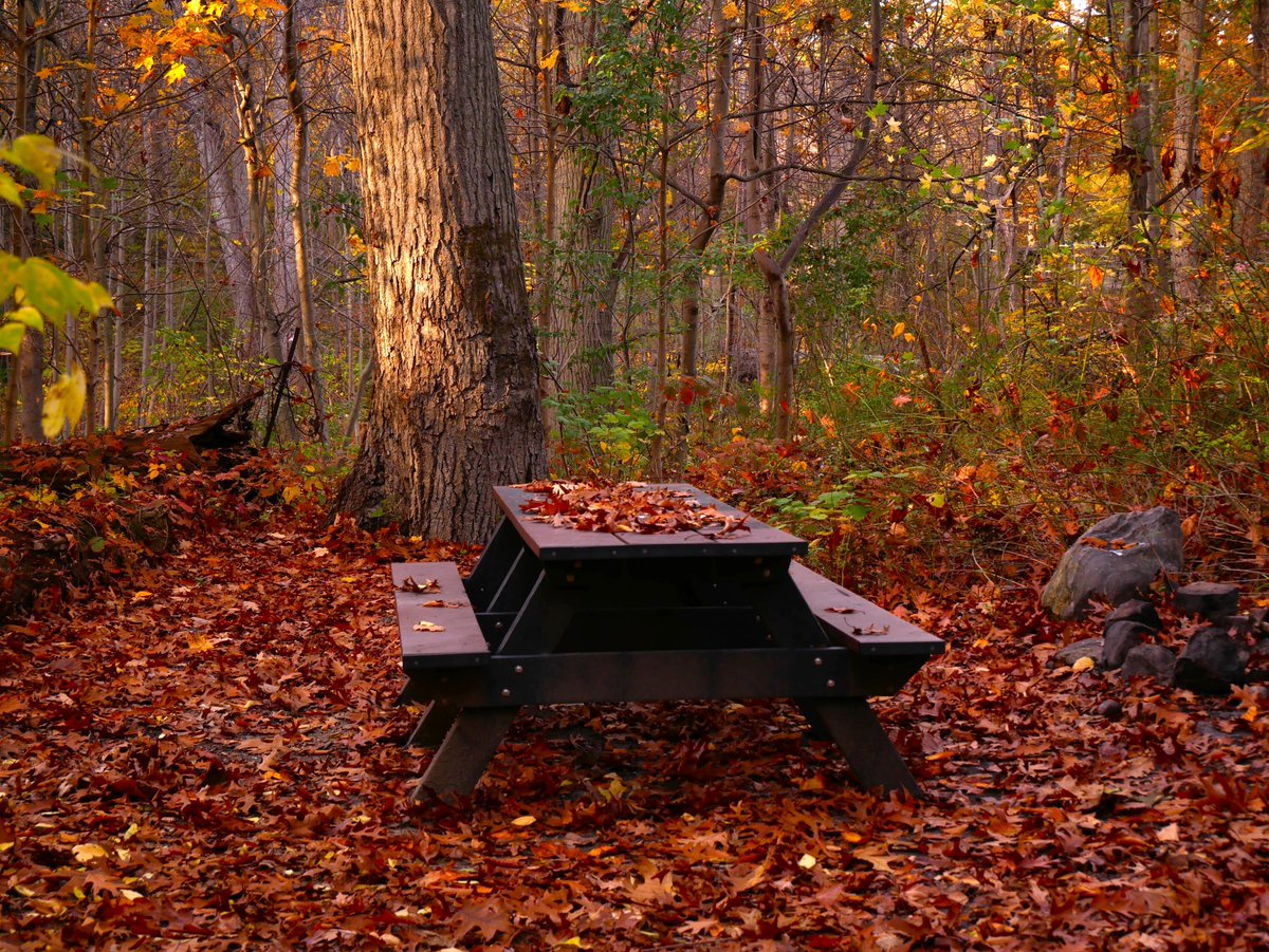 Filnurseinameri's tweet photo. Finally satiated my craving/fascination for #autumnfoliage. Alley Pond Park is a paradise for photographers. There is something magical when the only sounds are the leaves crunching under my feet, the chirping of the birds, and the susurration of a brook. #favoriteseason https://t.co/3cUUVaTUYM