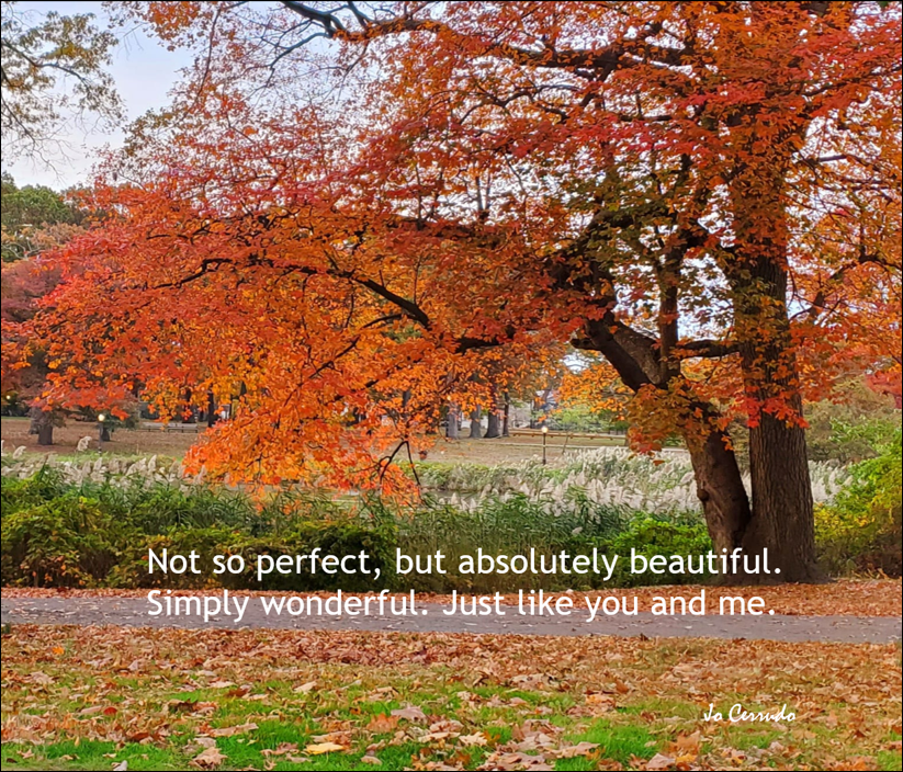 Finally satiated my craving/fascination for #autumnfoliage. Alley Pond Park is a paradise for photographers. There is something magical when the only sounds are the leaves crunching under my feet, the chirping of the birds, and the susurration of a brook. #favoriteseason