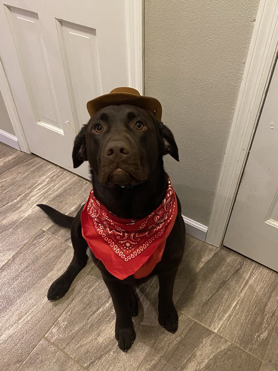 ssteele1148's tweet photo. @bunsenbernerbmd My rootin tootin’ cowboy Bison Bart! https://t.co/CS8tB8QUcr