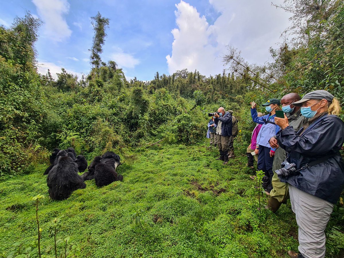 WildThings_Roam's tweet photo. Is #gorillatrekking in #Rwanda on your #wildlist of things to do? This is how close you can get, while staying far enough away to give them space. 
📷@travellerkate https://t.co/fO7Gp0EftJ