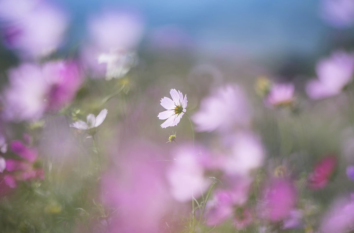 isumu.eth🌻NFTphotographer tweet media