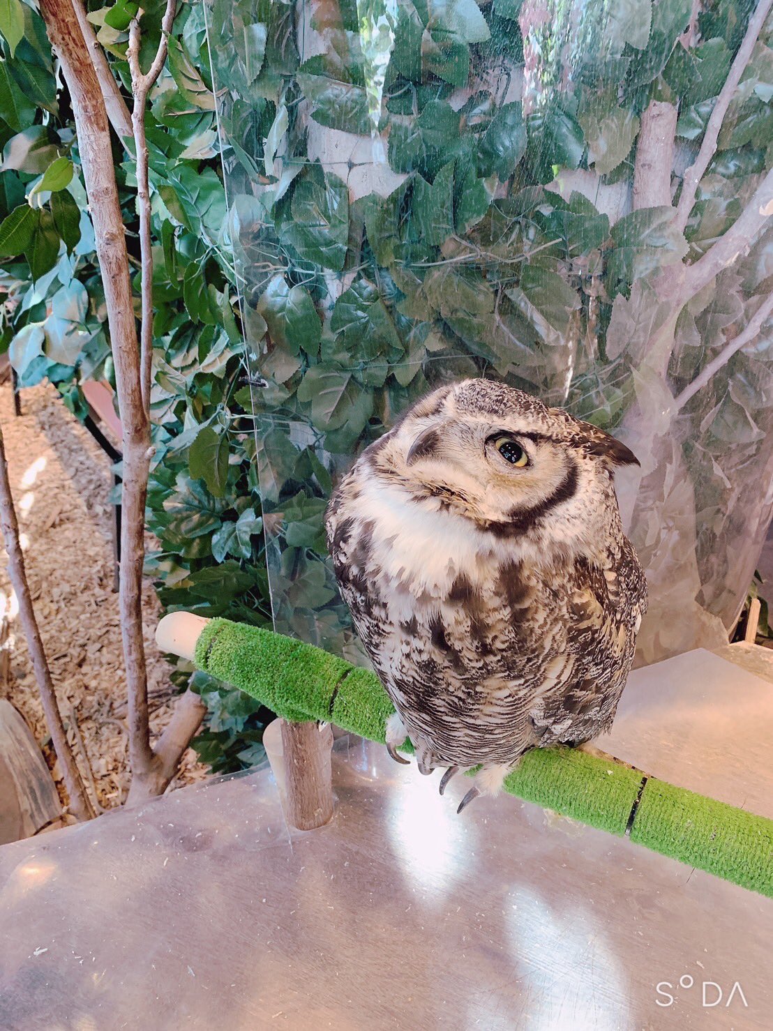 鎌倉乃フクロウの森 Kamakuraowl Twitter