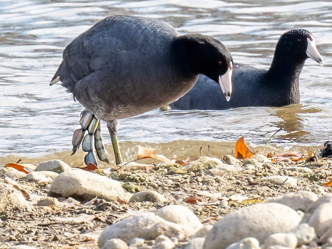 JocAPhotography's tweet photo. Check out the feet of the American Coot! Coots have lobed toes that work great for getting around in water and on land. https://t.co/PEtIXiubYN