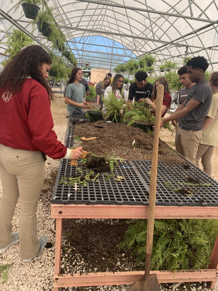 Mr. Crews and the Agriscience pathway students were busy splitting and repotting ferns in the greenhouse today. #WildcatNation #CCAT #CTE