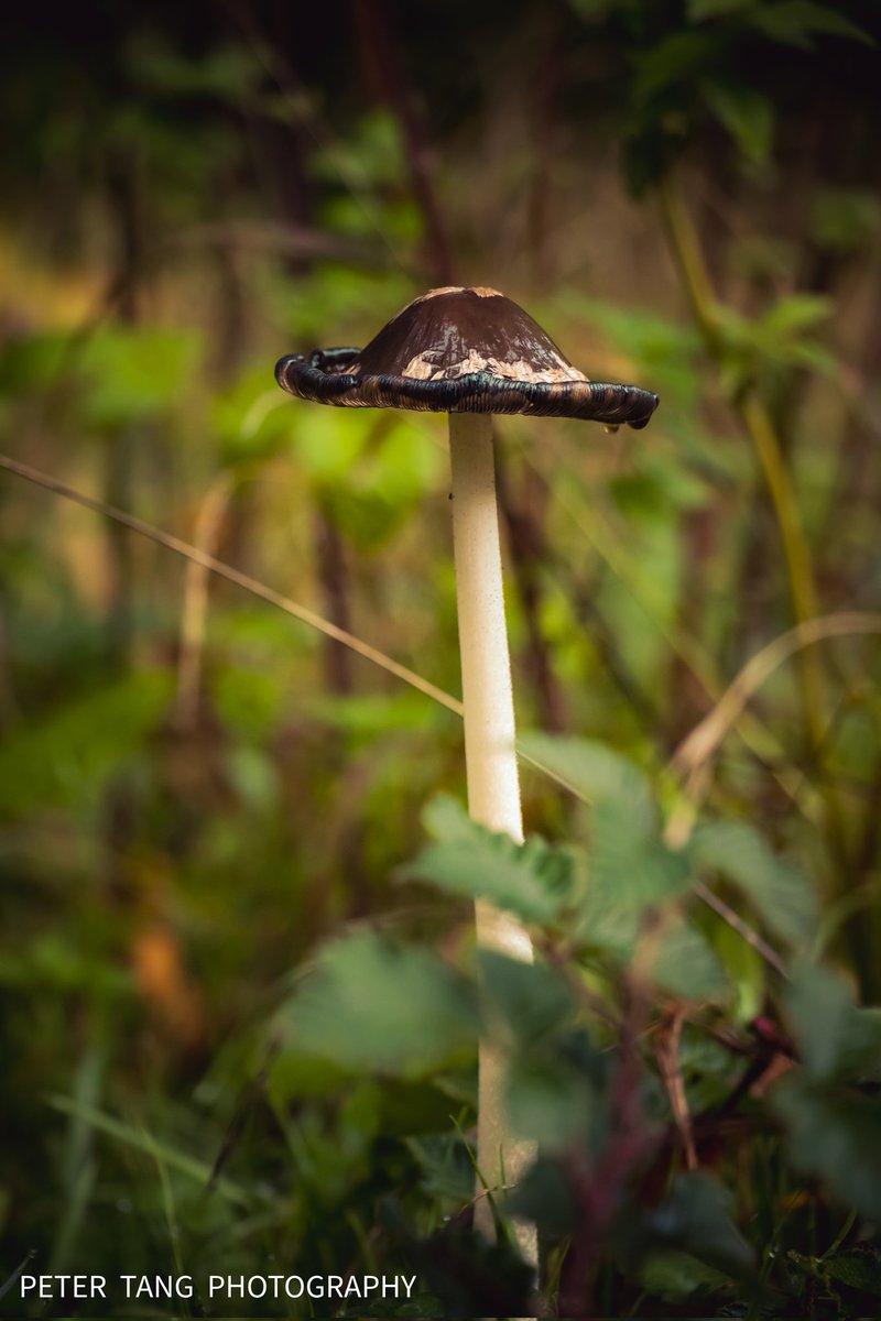 Magpie Inkcap
#macro #magpieinkcap #inkcap #nature #naturelovers #picoftheday #fungi #fungus #mushroom #MushroomMonday #autumnvibes #naturephotography #autumnfall #autumn #morningwalks #woodland #woodlandphoto #photooftheday