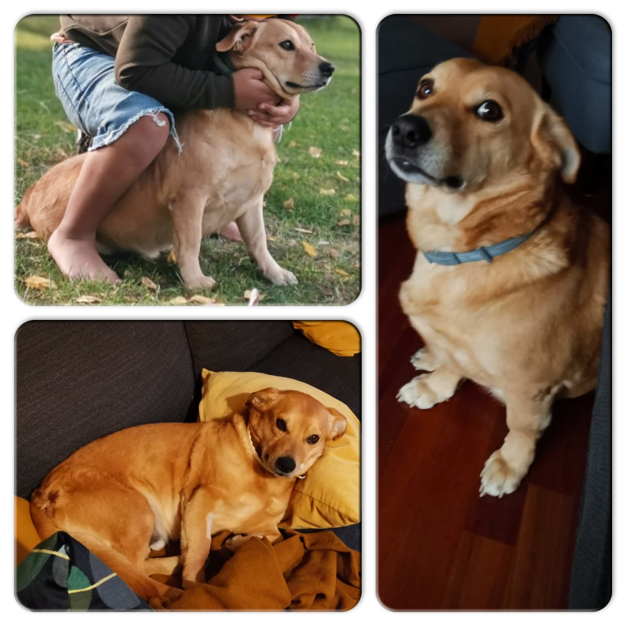 #Madrid 
TOBY vivía feliz con su familia pero actualmente es inviable poder seguir cuidándolo.
Tiene 8 años,de tamaño mediano
Es sociable con niños y perros
Se entrega chipado,vacunado,desparasitado y esterilizado
<a href="/SosAbuelos1/">SOS Abuelos</a> podeis RT?
CONTACTO 📩facenuevavida@gmail.com 
#rt