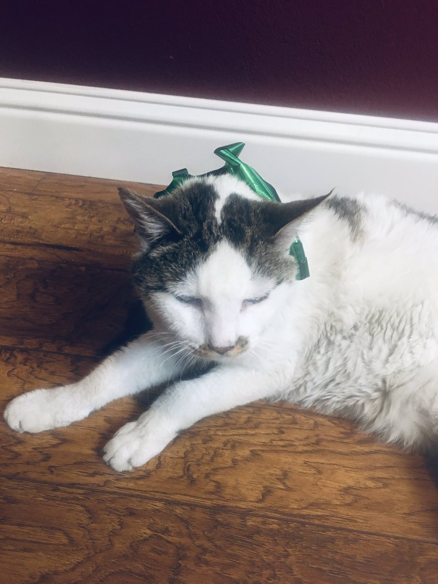 GoodWrittenz's tweet photo. R.I.P. my most precious baby boy! You will be forever worshipped. Stay strong with out me and I’m glad we spent the last year in water (which I know you hate) love you... 😢 😭 ♥️ https://t.co/GeHtA3dgSx
