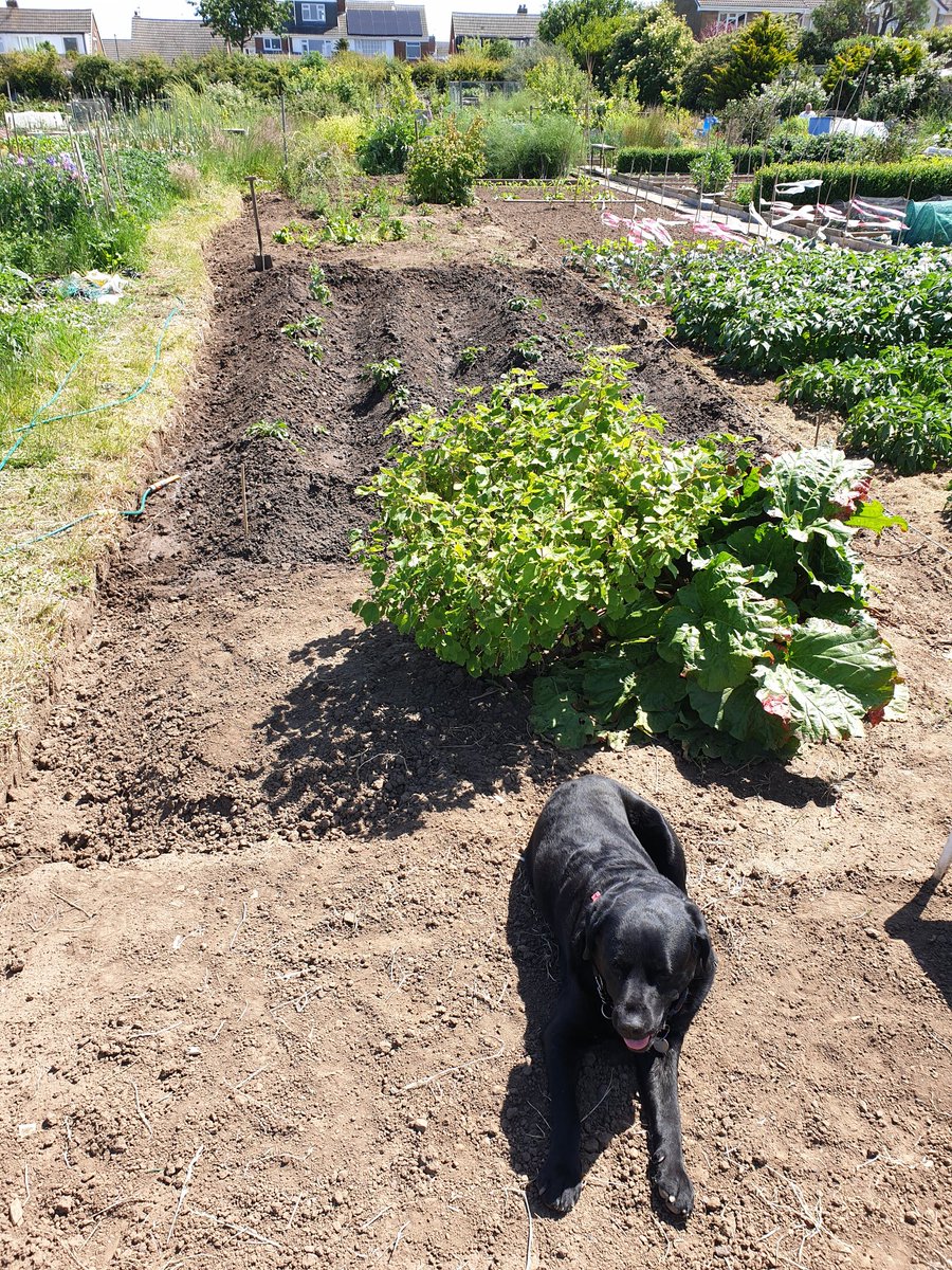 SteveDoody2's tweet photo. @astone13004514 It took me months to clear waist high weeds when I first took my allotment on and now, it's relatively clear and ready to start producing as per my photo. https://t.co/wvVkFcoOZg