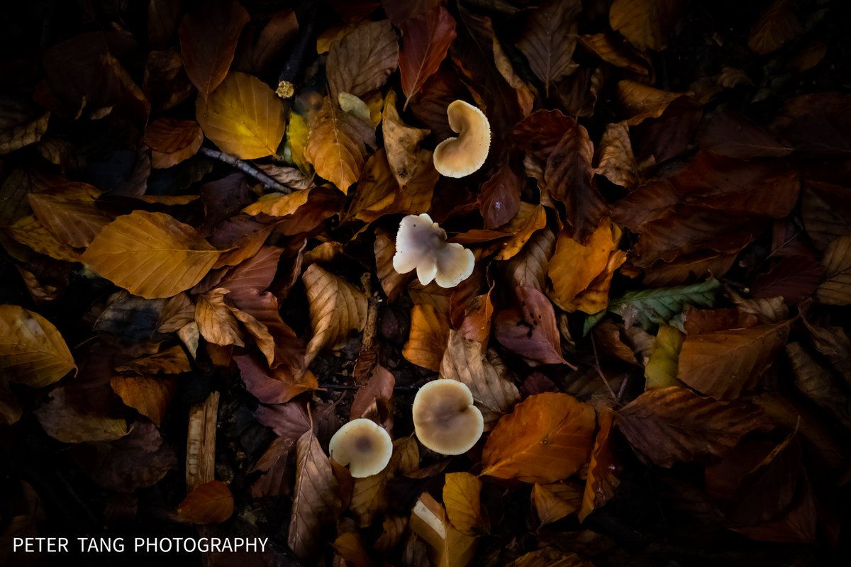 More mushrooms on autumn ground 
.
.
#naturelovers #MushroomMonday #mushroom #leaves #antumnleaves #autumncolours #fungi #photooftheday #Autumnwatch #nature #canonphotography #kentphoto
