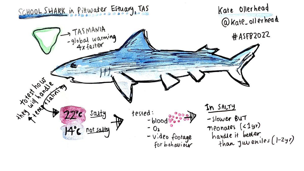 Looking at the impacts of climate change on school shark physiology. Informative and easy to follow talk by  <a href="/kate_ollerhead/">Kate Ollerhead</a> at #ASFB2022 🦈🦈