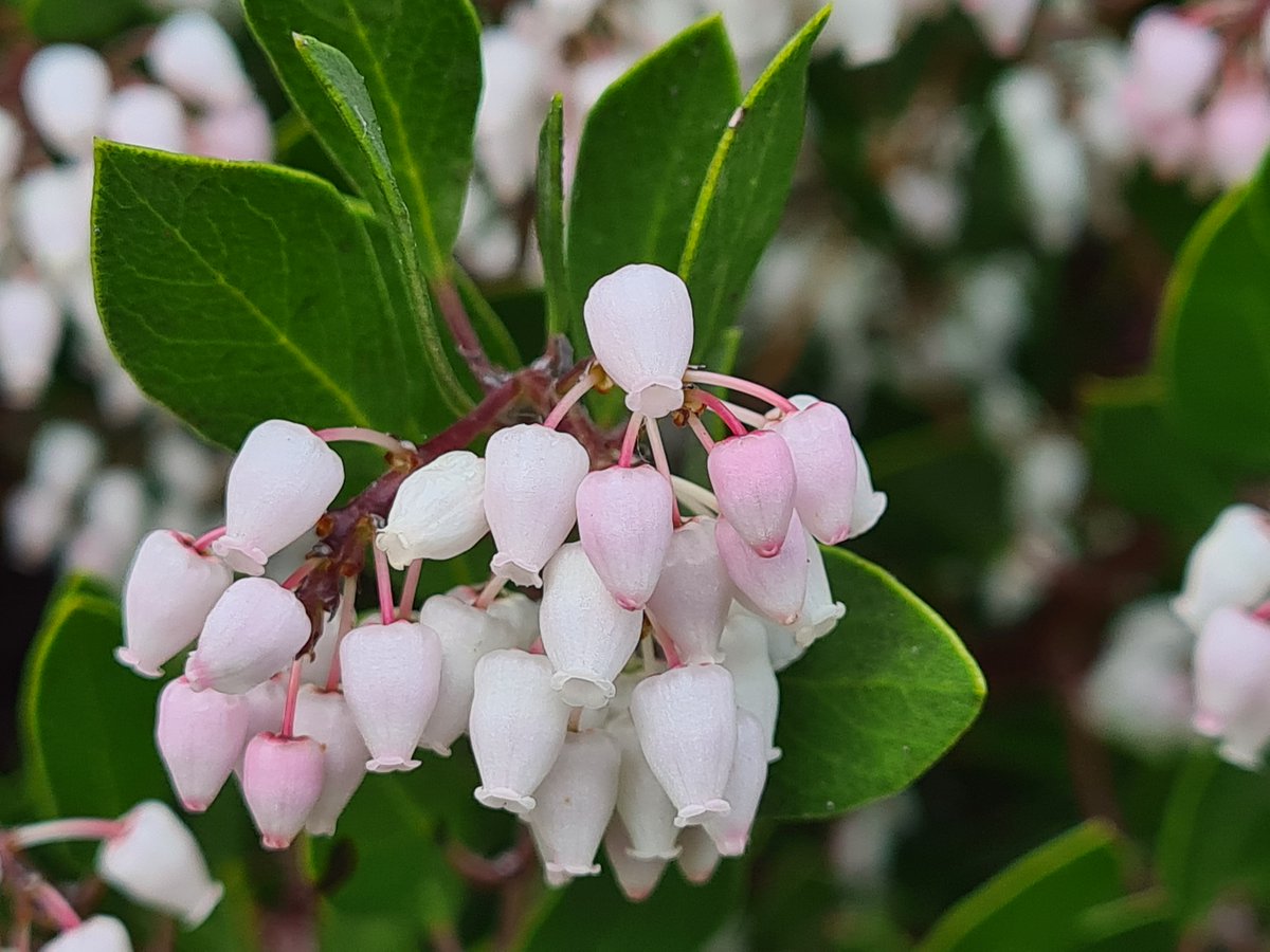This week on Talking Plants, Tim visits the California Garden at Melbourne Gardens to investigate a manzanita plant that caught his interest. Manzanita means ‘little apple’ or Bearberry. Read more on Tim’s Talking Plants blog: bit.ly/3WHbcmN