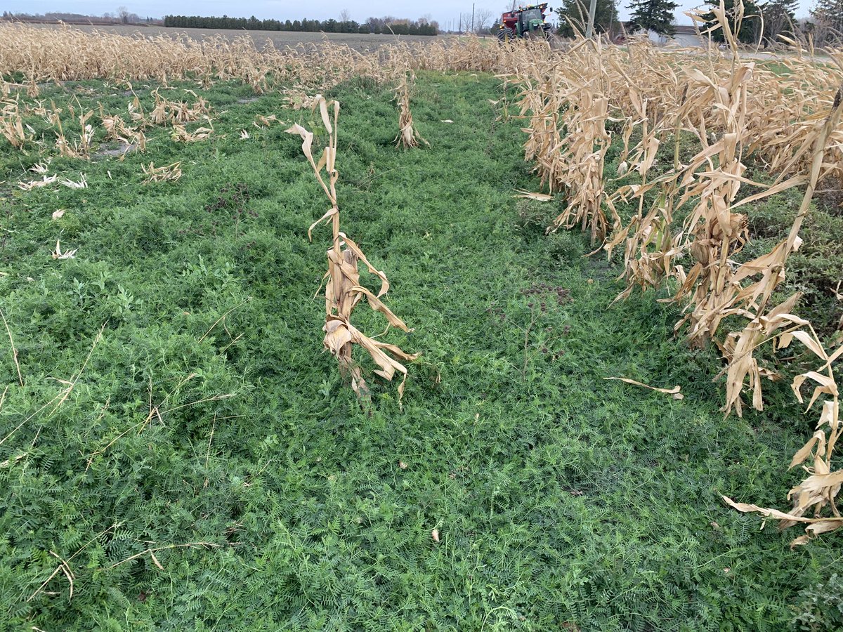 The key to well established interseeding of vetch is corn population control. #thatblackclay