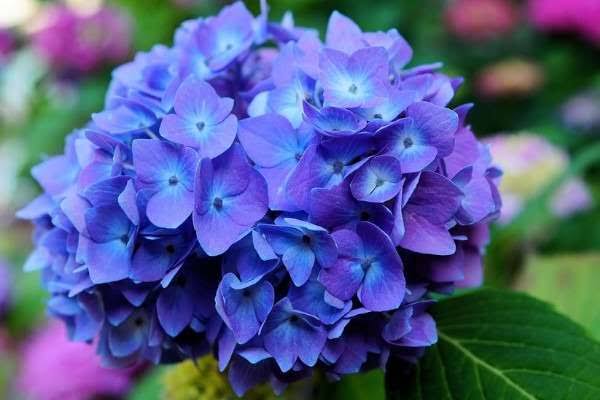 RodrigoTelesGP's tweet photo. Hortênsias 🌌 https://t.co/onwXGB9qhG