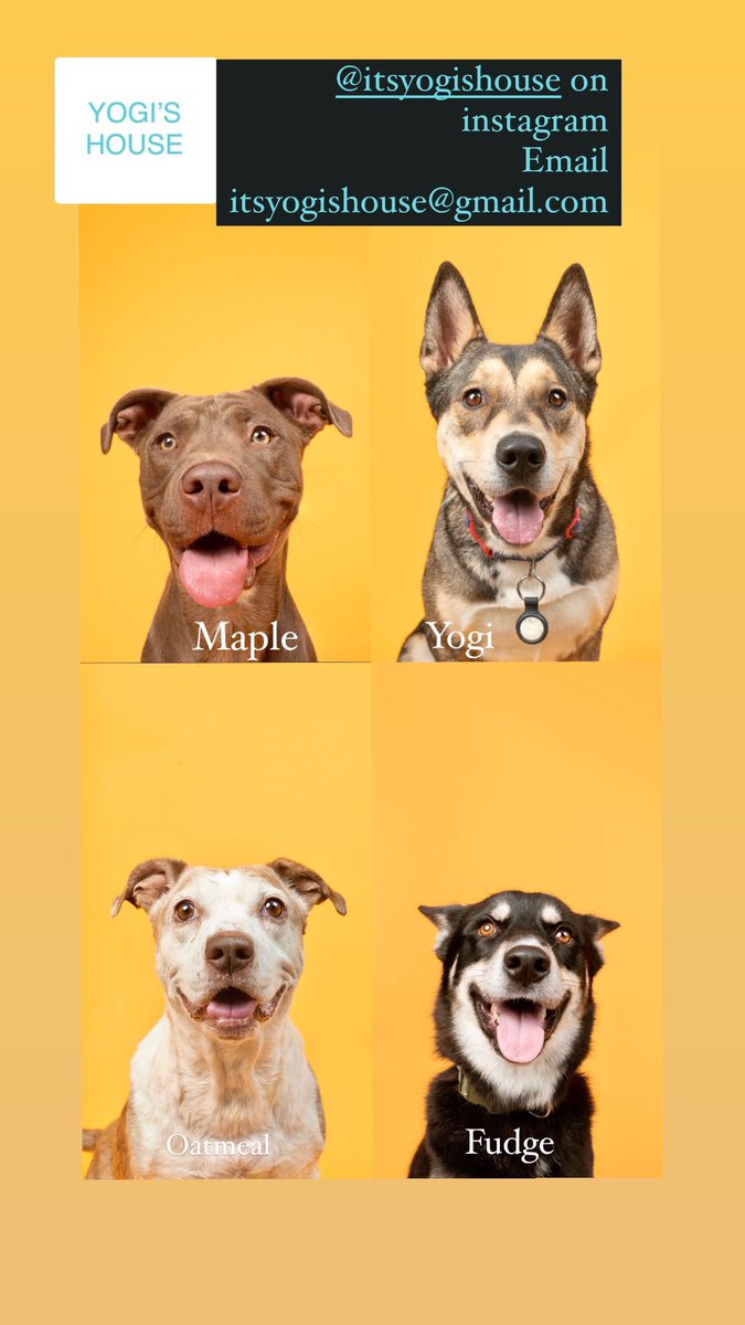 Recently some friends &amp; I have started a dog rescue called Yogis House where we pull dogs from euthanasia at kill shelters, send them to training &amp; find them their person! These are 4 of our dogs currently up for adoption. If you have interest please email itsyogishouse@gmail.com