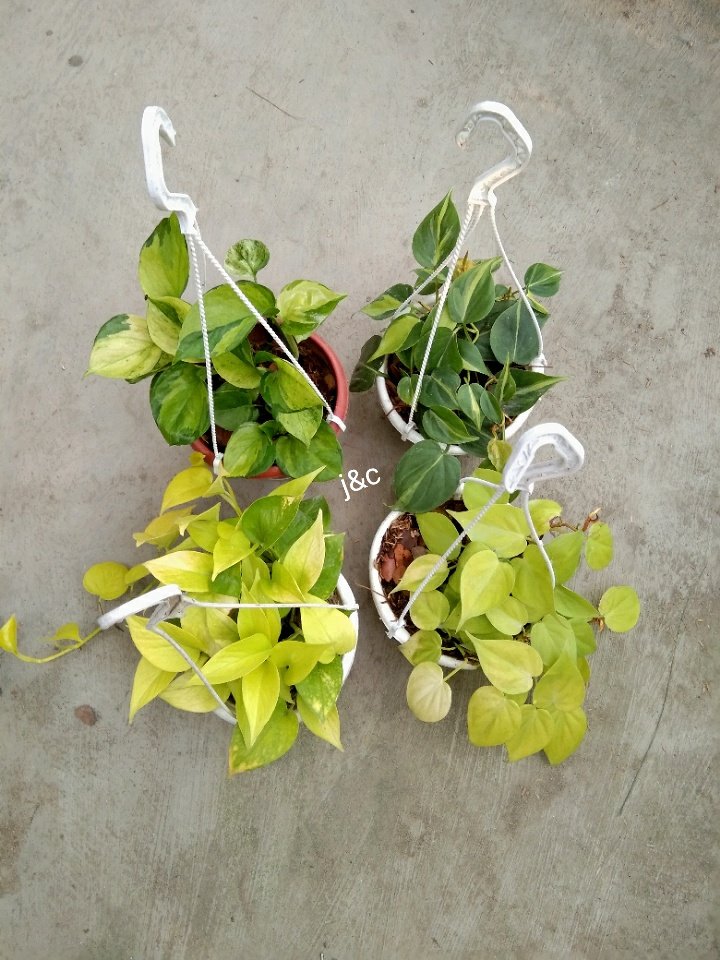 Delivery to PN Roa Canitoan Cdo, thanks Ms. K. 💚🌿
#hangingplants #planthobby #joyingrowingplants